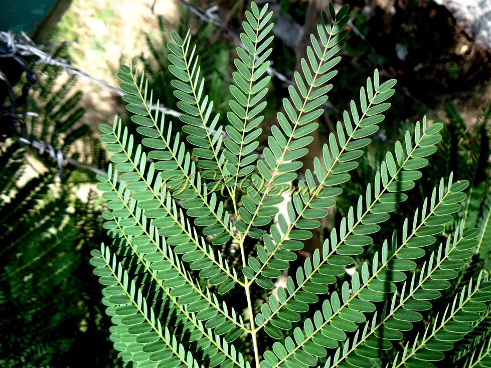  Leaf-Upper part bearing pinnae